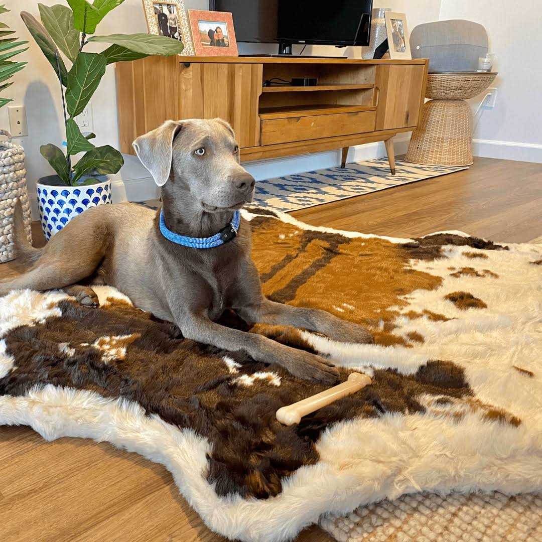 Animal Print Memory Foam Dog Bed D986