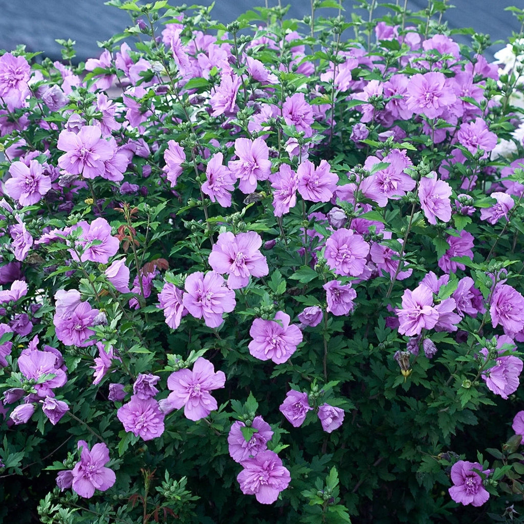 Hibiscus Lavender Chiffon Shrub L6527