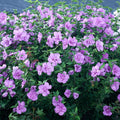 Hibiscus Lavender Chiffon Shrub L6527