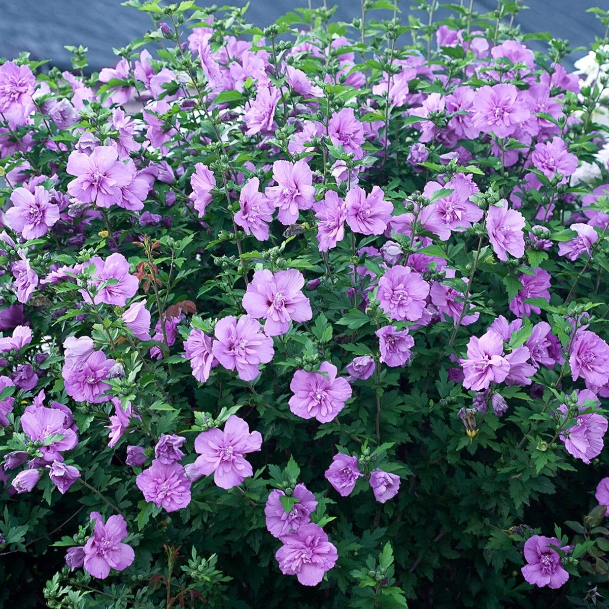 Hibiscus Lavender Chiffon Shrub L6527