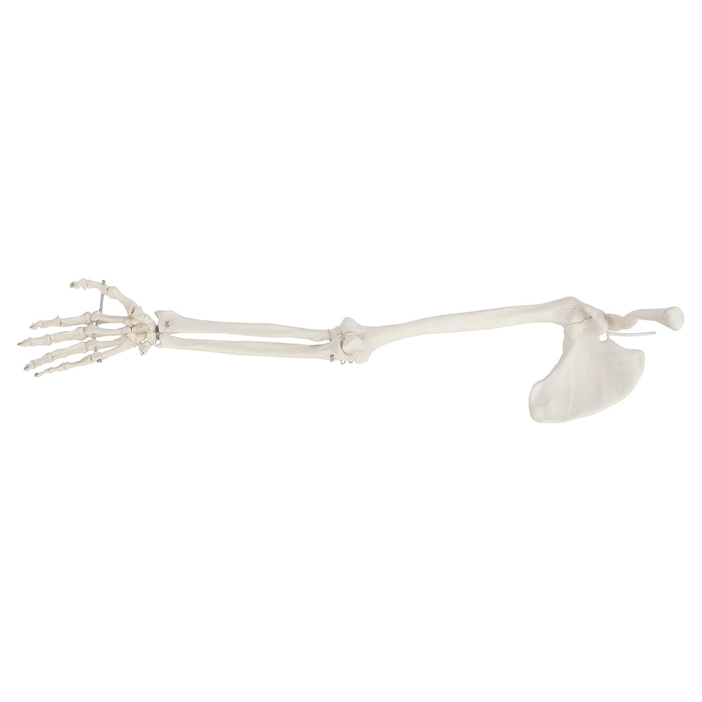 Life-Size Human Arm Skeleton Model K761144