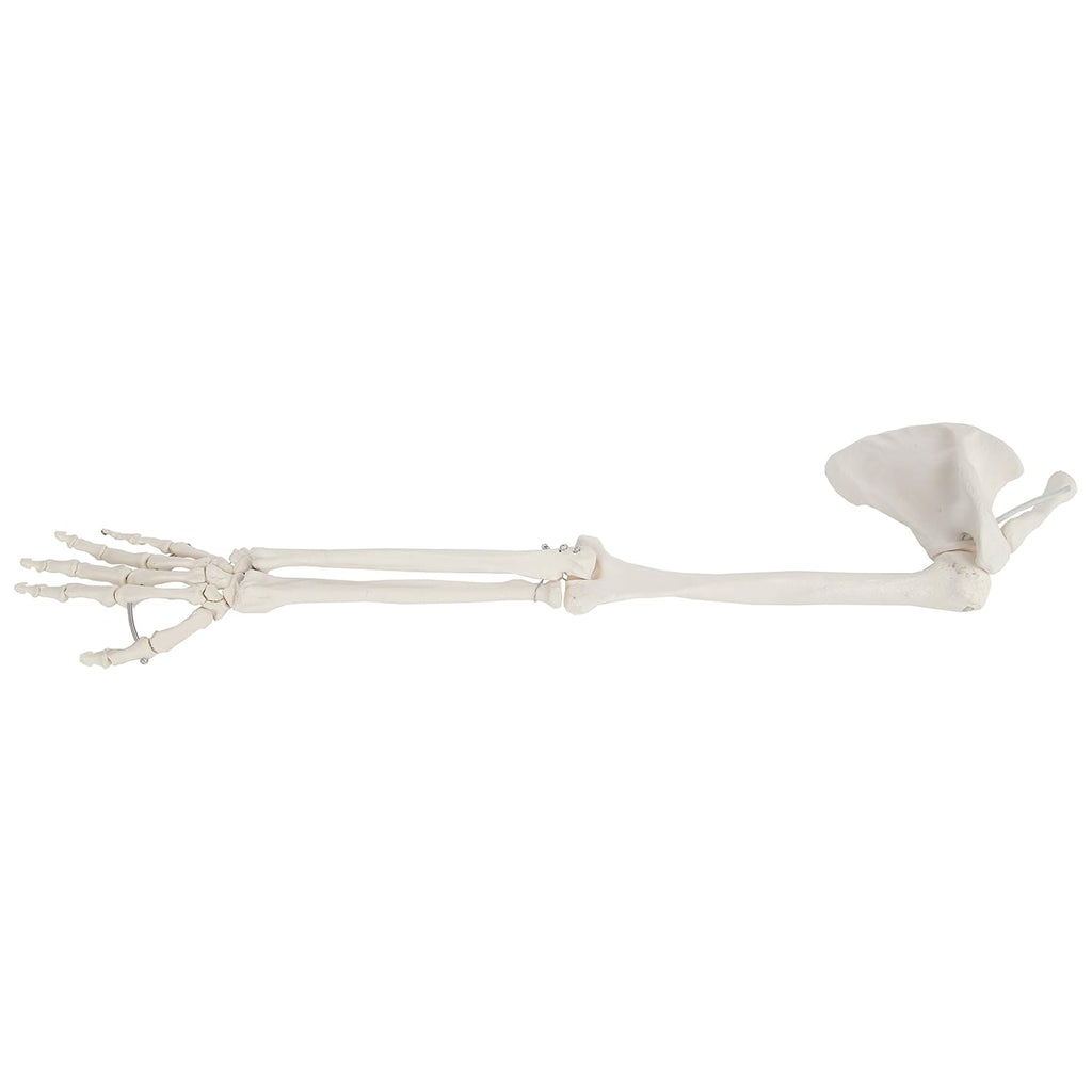 Life-Size Human Arm Skeleton Model K761144