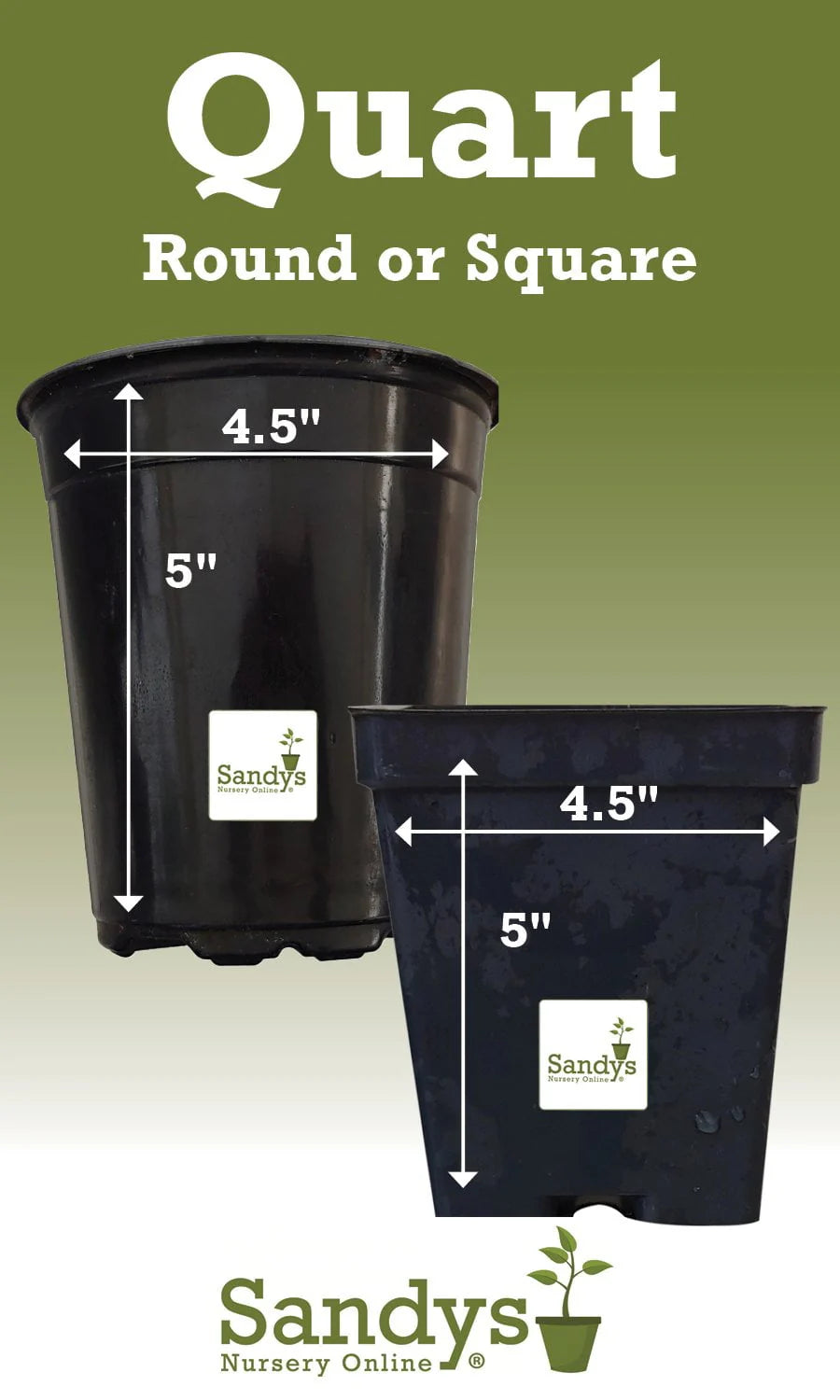 Thuja Evergreen Shrub Quart Pot C7107
