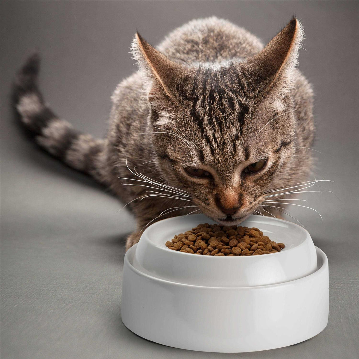 Whisker Stress Free Cat Food Bowl R2551