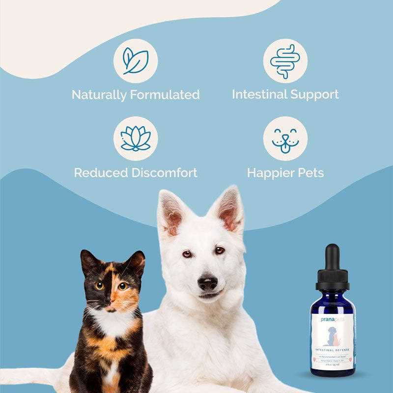 Herbal Dewormer for Dogs M404948