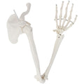 Life-Size Human Arm Skeleton Model K761144