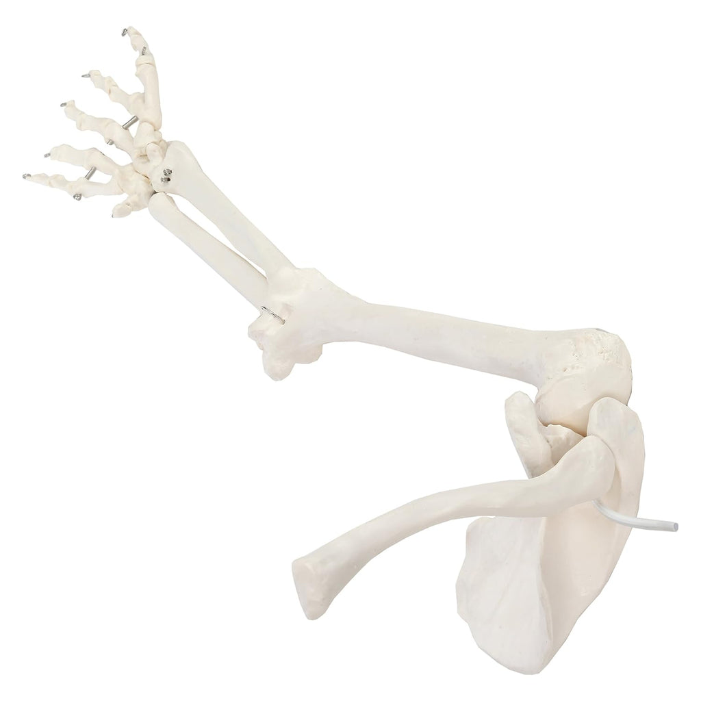 Life-Size Human Arm Skeleton Model K761144