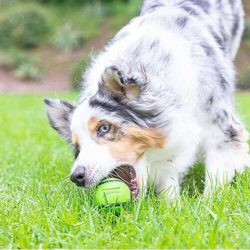 Sniff Fetch Ball Dog Toy R45114