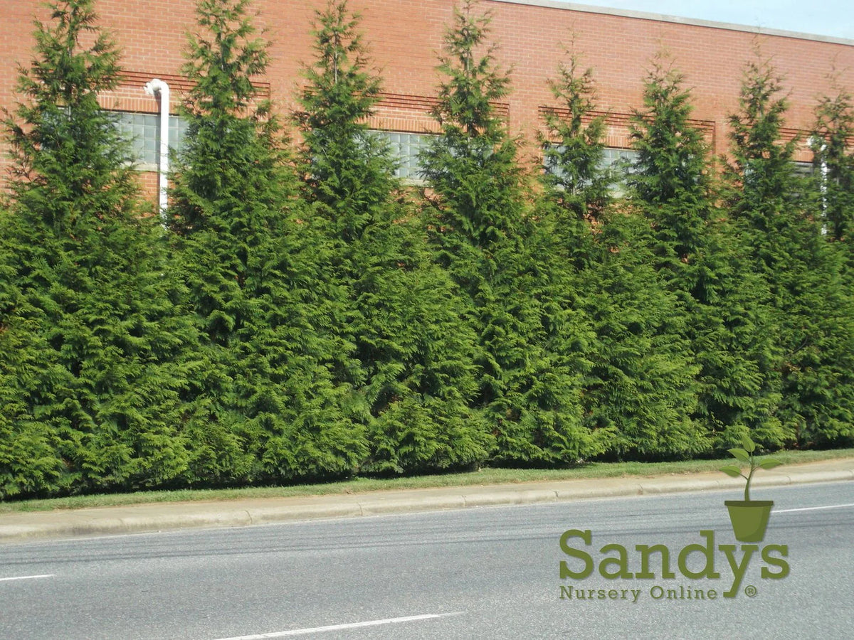 Thuja Evergreen Shrub Quart Pot C7107